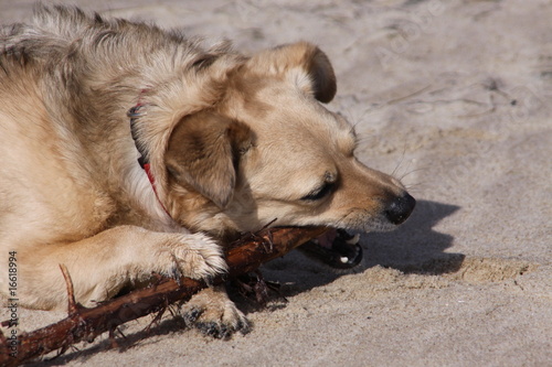 Mischlingshund mit Stock im Sand