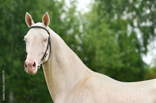 cremello achal-tecke stallion