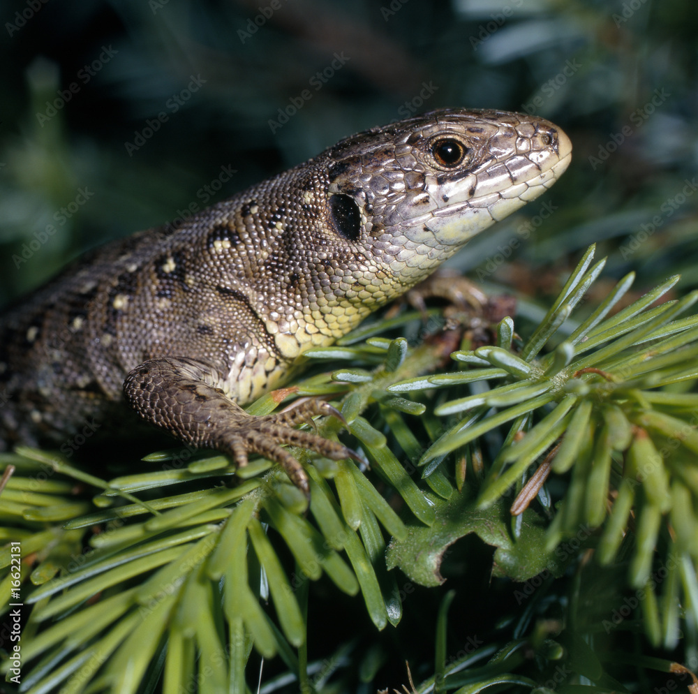 Naklejka premium Eidechse_113218