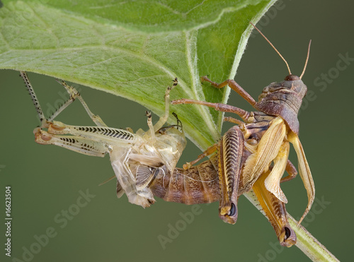 Bilde på lerret Grasshopper shedding