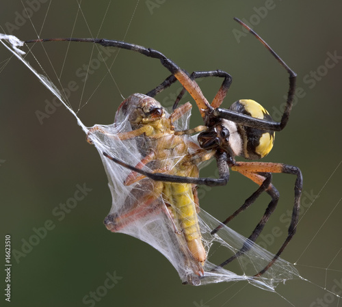 Argiope spider wrapping hopper