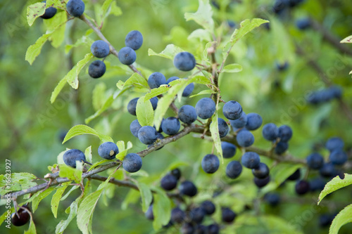 Fotografija sloe