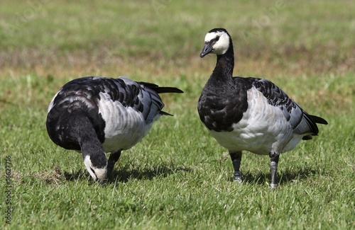 Barnacle goose