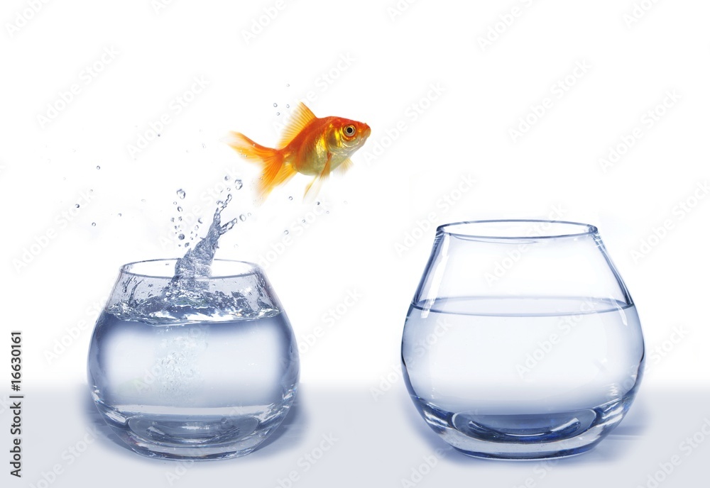 gold jumping out from aquarium fish gold jumping out from aquarium fish