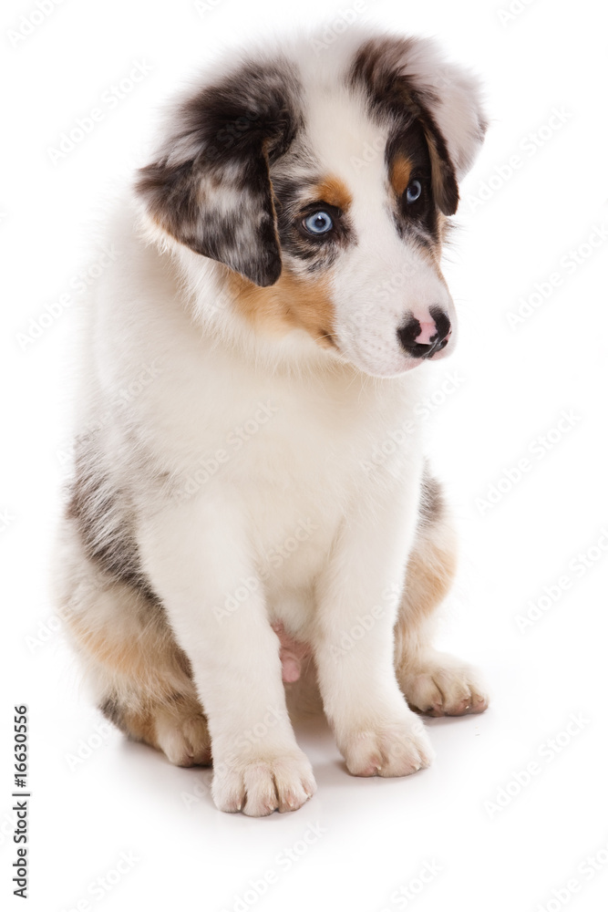 Australian Shepherd dog on white background