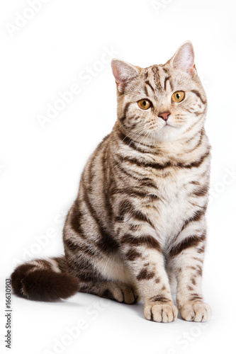British cat on white background