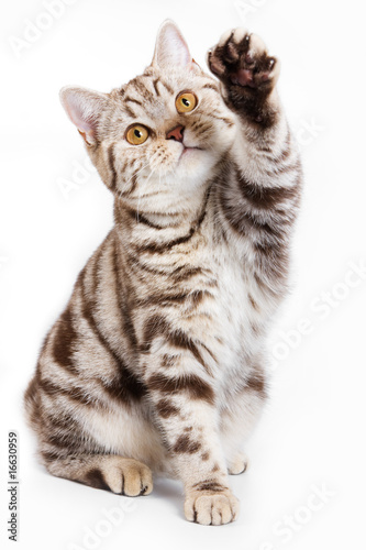 British cat on white background