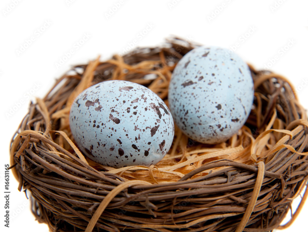 Obraz premium Two blue Robins Eggs in Nest-Decoration