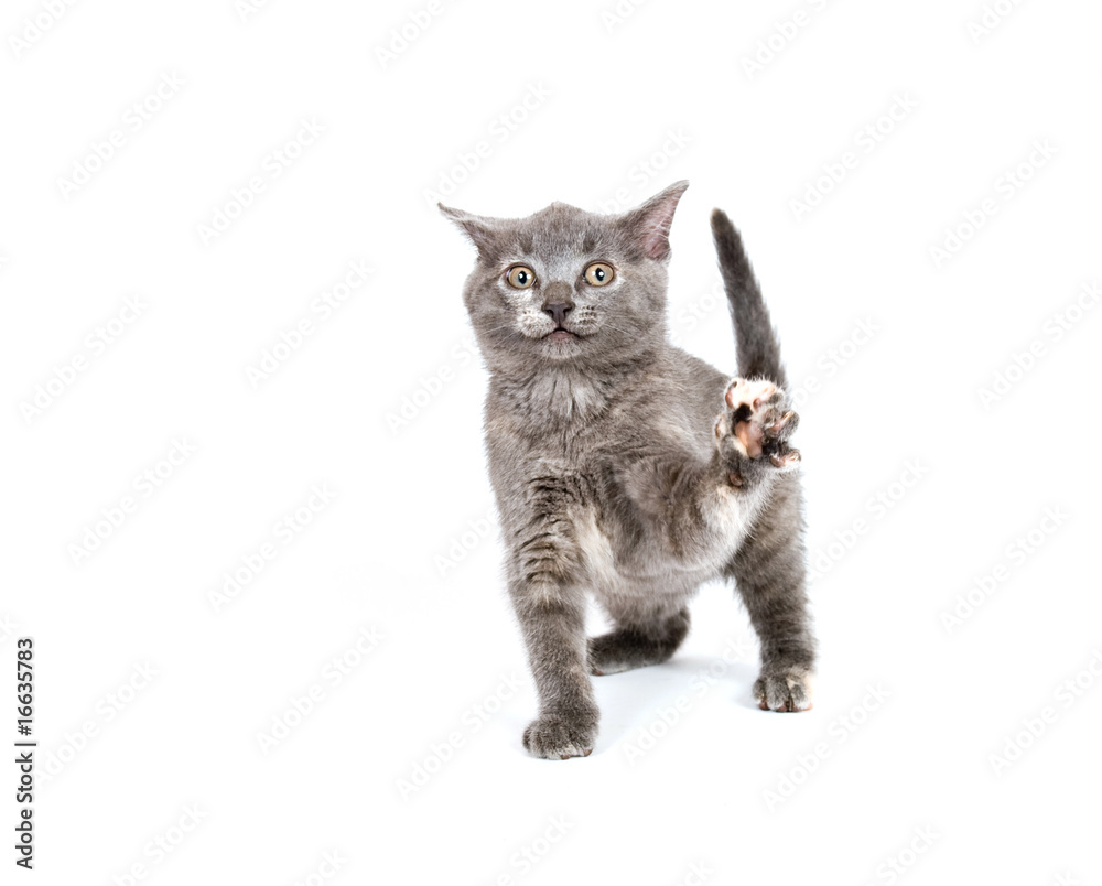 Obraz premium Gray kitten playing