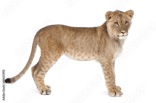 Side view of Lion cub  8 months old  standing  studio shot