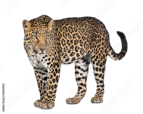 Portrait of leopard  Panthera pardus  standing  studio shot
