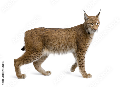 Tableau sur toile Eurasian Lynx, lynx lynx, 5 years old, standing, studio shot
