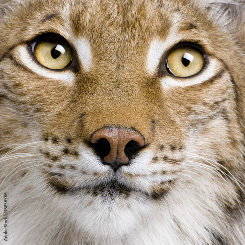 Close-up of Eurasian Lynx, lynx lynx, 5 years old, studio shot