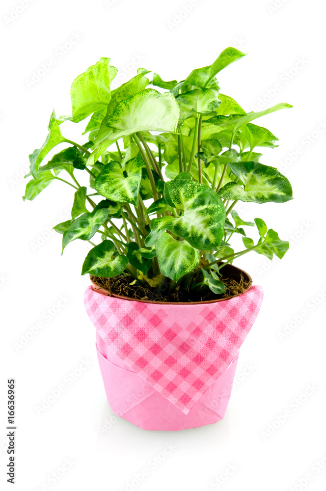 Green plant isolated on white background Green plant isolated on white background