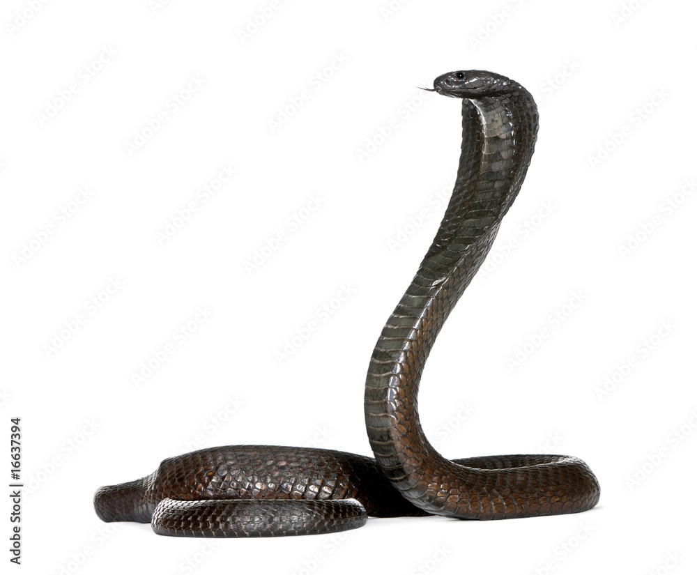 Naklejka premium Egipska kobra, Naja Haje, zdjęcie studyjne