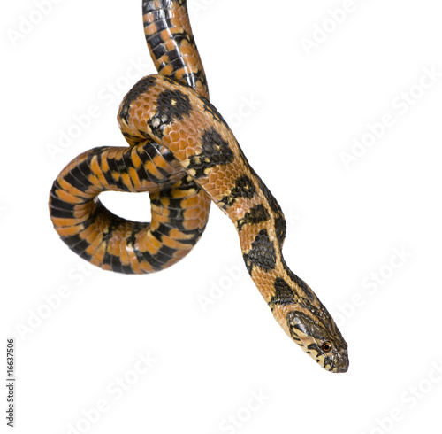 Green Whip Snake, Hierophis viridiflavus, studio shot © Eric Isselée