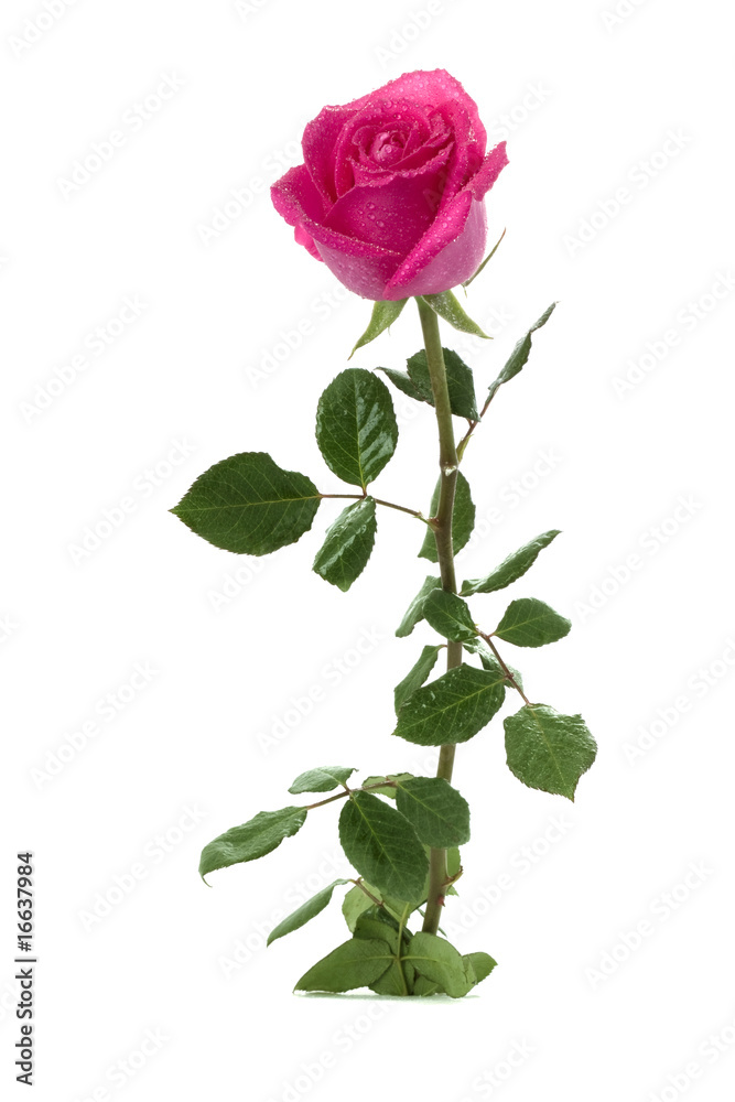 Rose on a white background