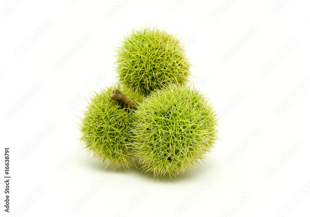 Edible chestnut Edible chestnut