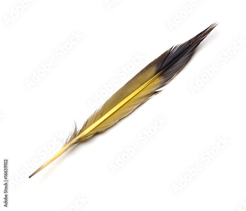 Flicker Feather Isolated