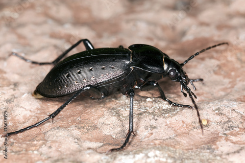 Ground beetle (Carabus hortensis). Extreme close-up.