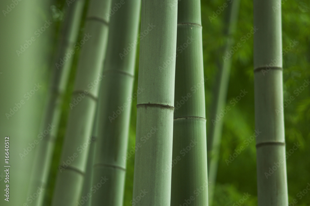 竹林 竹林