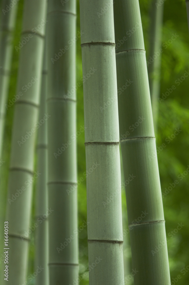 竹林 竹林