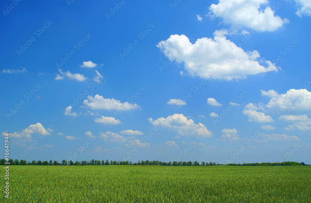 Landscape with green wheat's field (horizontal shot) Landscape with green wheat's field (horizontal shot)