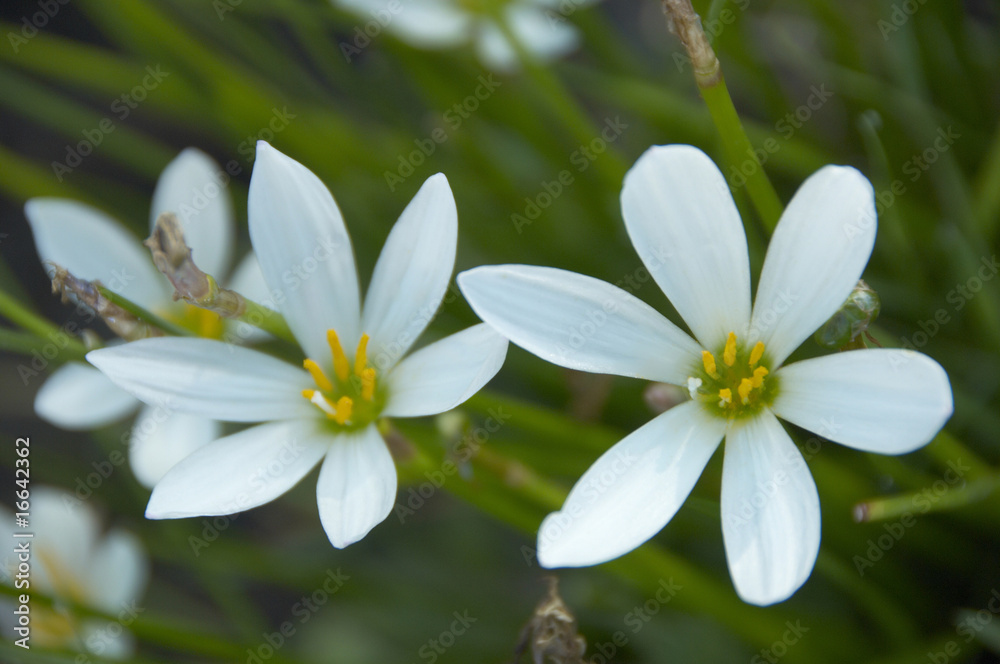 Fototapeta premium タマスダレ