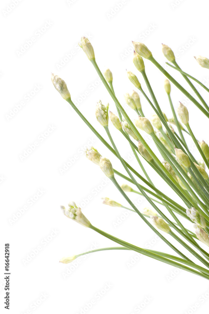 Fototapeta premium Garlic Flower Buds Background