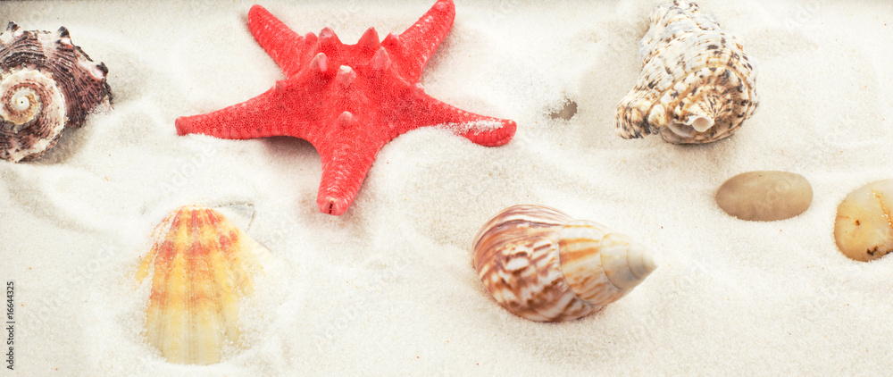 red starfish and shells on white sand