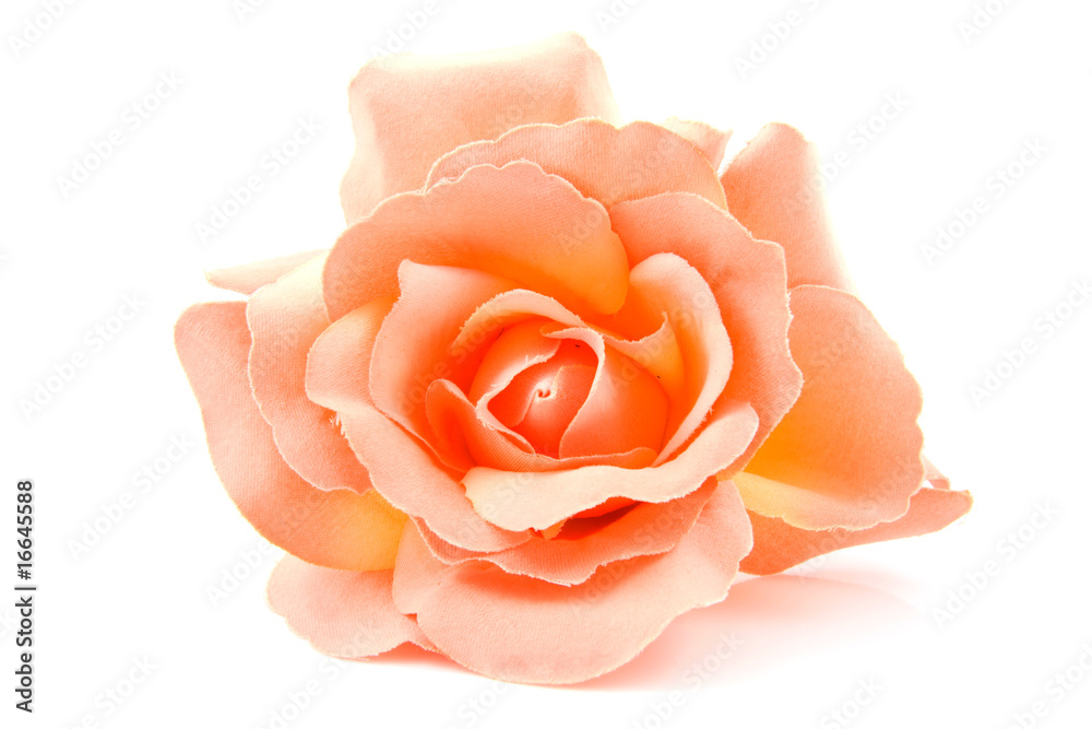 Obraz premium one silk orange rose over white background