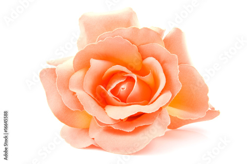 one silk orange rose over white background