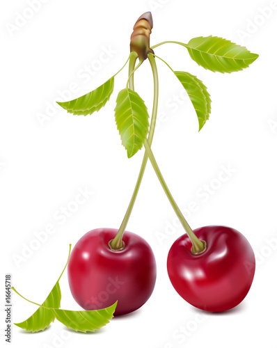 Vector. Cherries with leaves