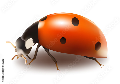 Vector ladybug.