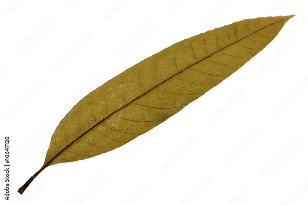 feuille sèche de manguier feuille sèche de manguier