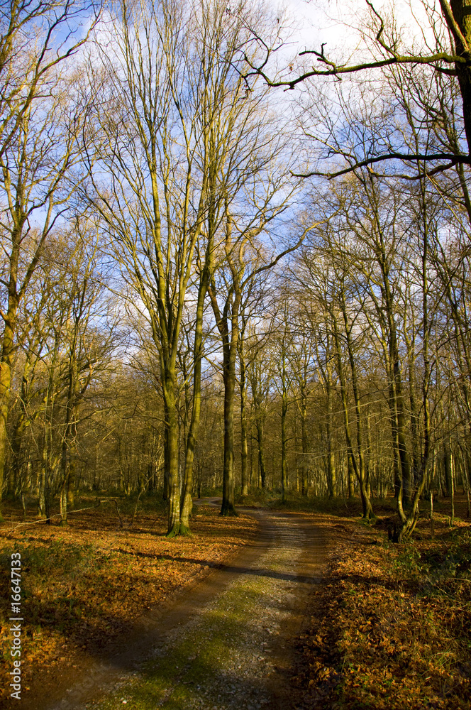 Obraz premium Allée forestière en forêt