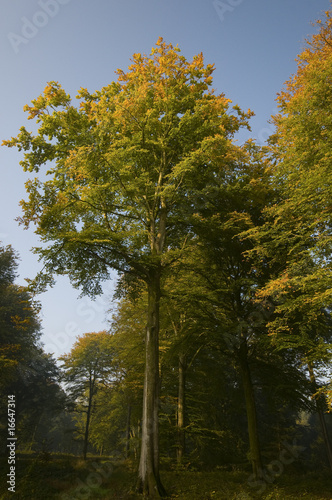 La forêt en automne