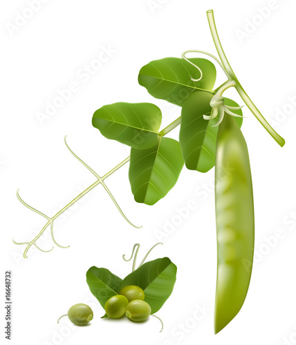 Vector illustration. Green peas.