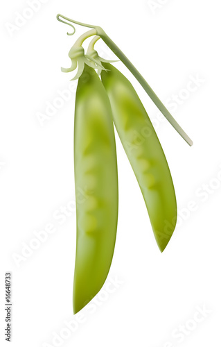 Vector illustration. Green peas.