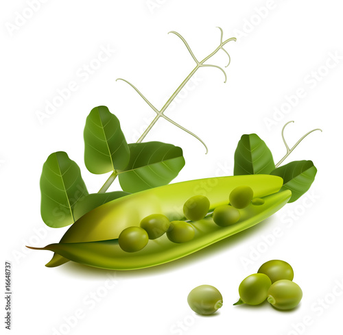 Vector. Peas.
