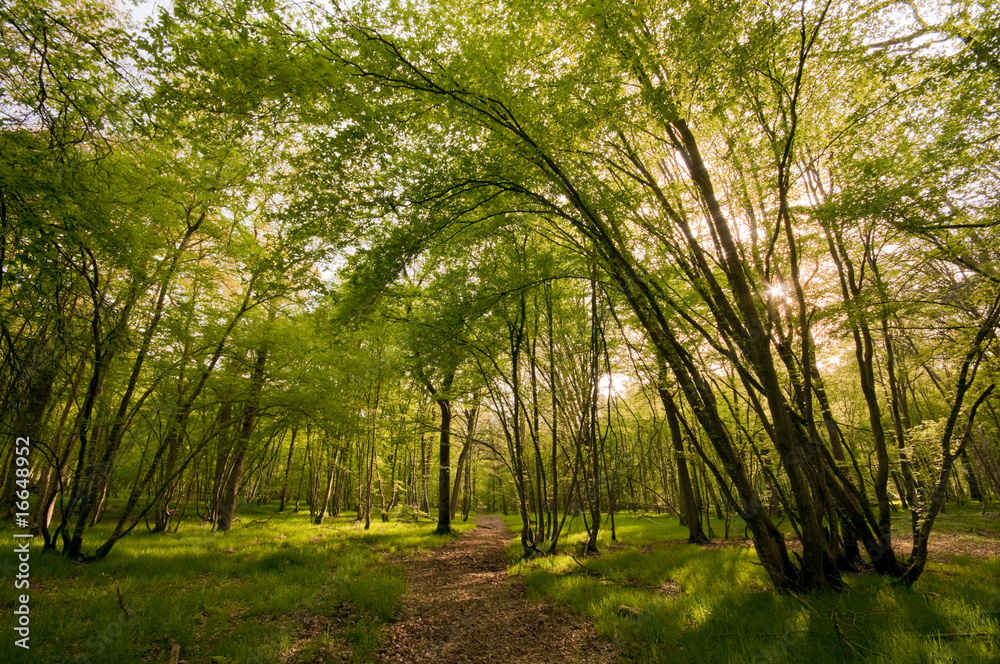 Fototapeta premium Le sous-bois au printemps en Forêt