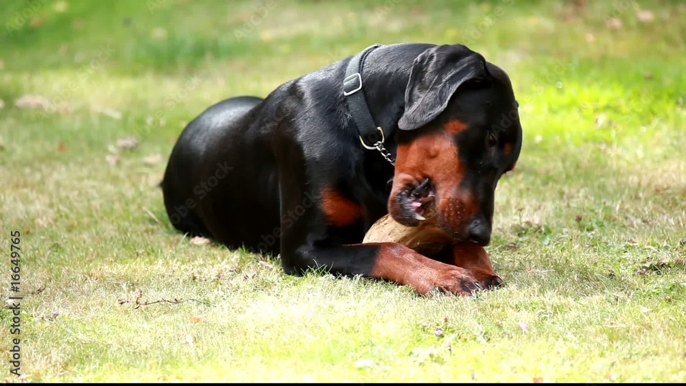 Nine month old Dobermann Pup chewing a log (saves furniture) Nine month old Dobermann Pup chewing a log (saves furniture)