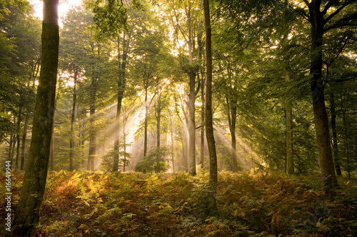 Rayons de soleil perçant le couvert des arbres en forêt