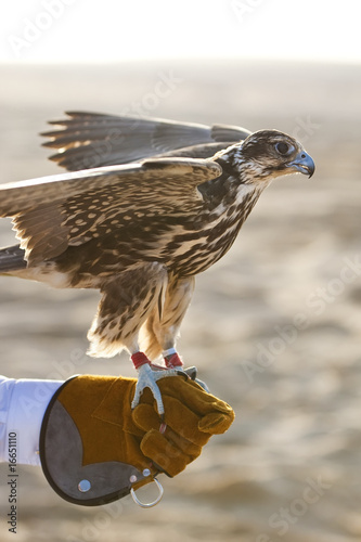 Arabian Falcon On Falconer's Glove