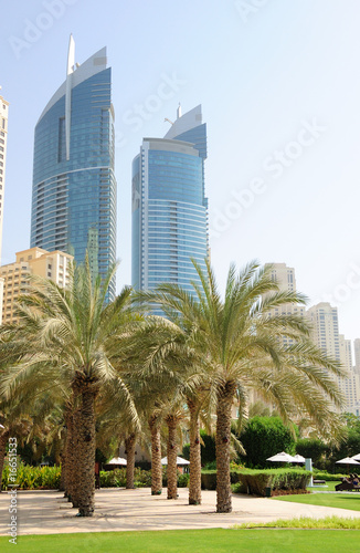 Palm lane in Dubai downtown, UAE