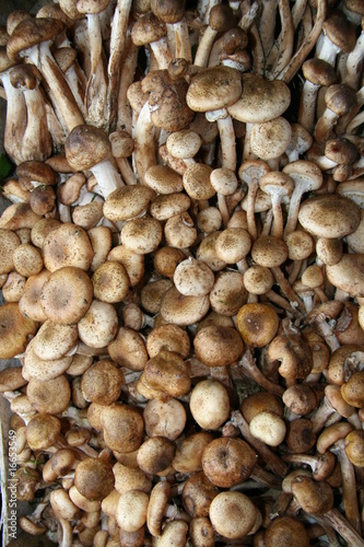 funghi chiodini