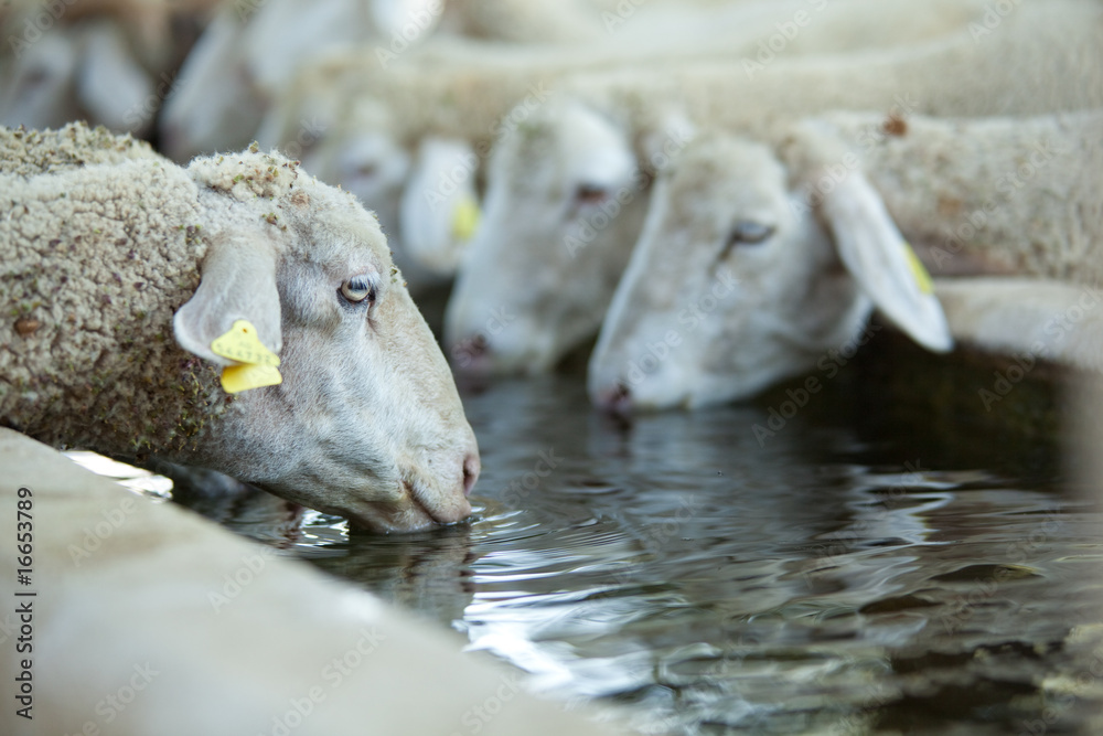 Obraz premium pecore che bevono