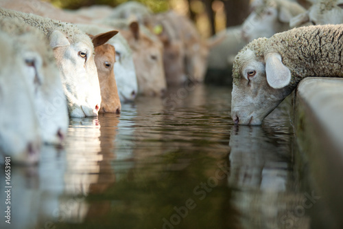 pecore alla fonte photo
