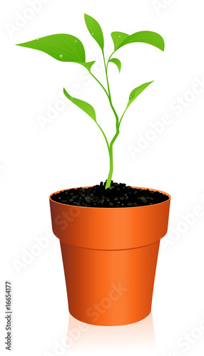 Sprout in the flowerpot