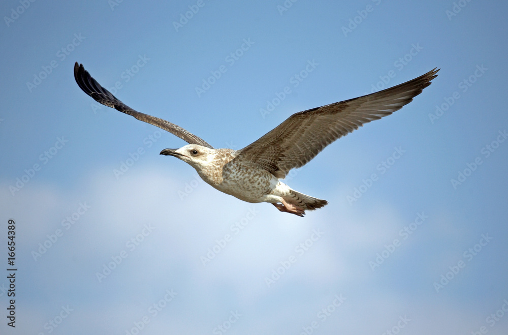 Obraz premium Flying seagull